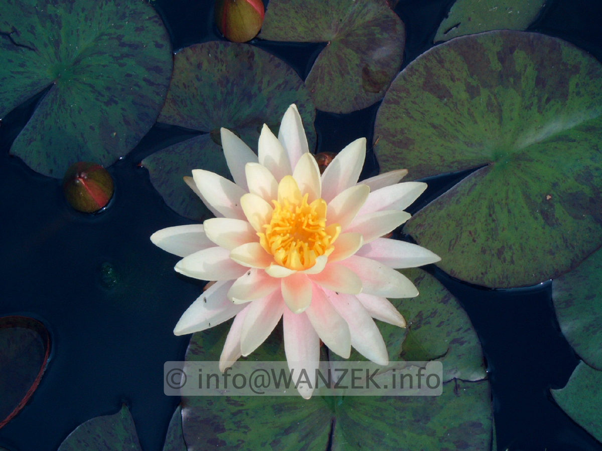 Nymphaea Sunny Pink-5.jpg